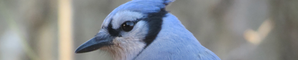 Blue Jay - Midwest bird watching